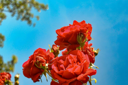 follow-these-methods-to-grow-a-rose-plant-03